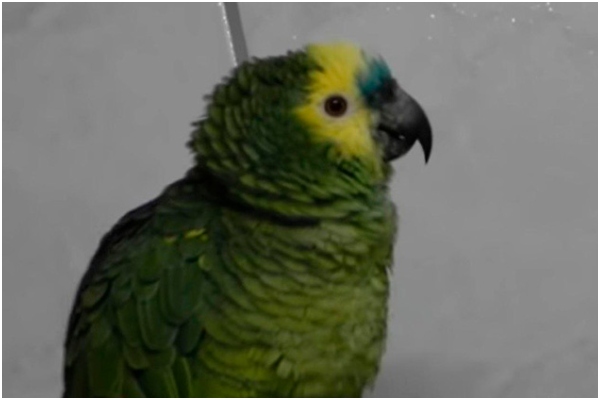 Loro